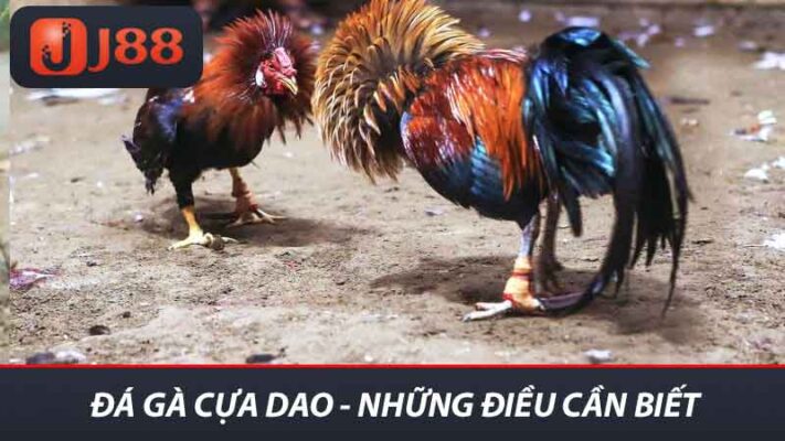 Đá gà cựa dao - Những điều cần biết 