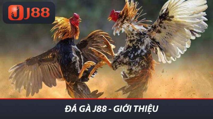 Đá gà J88 - Giới thiệu
