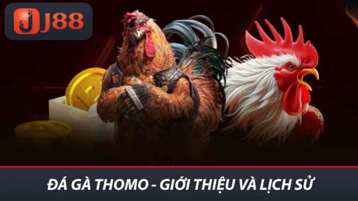 Đá gà Thomo - Giới thiệu và lịch sử